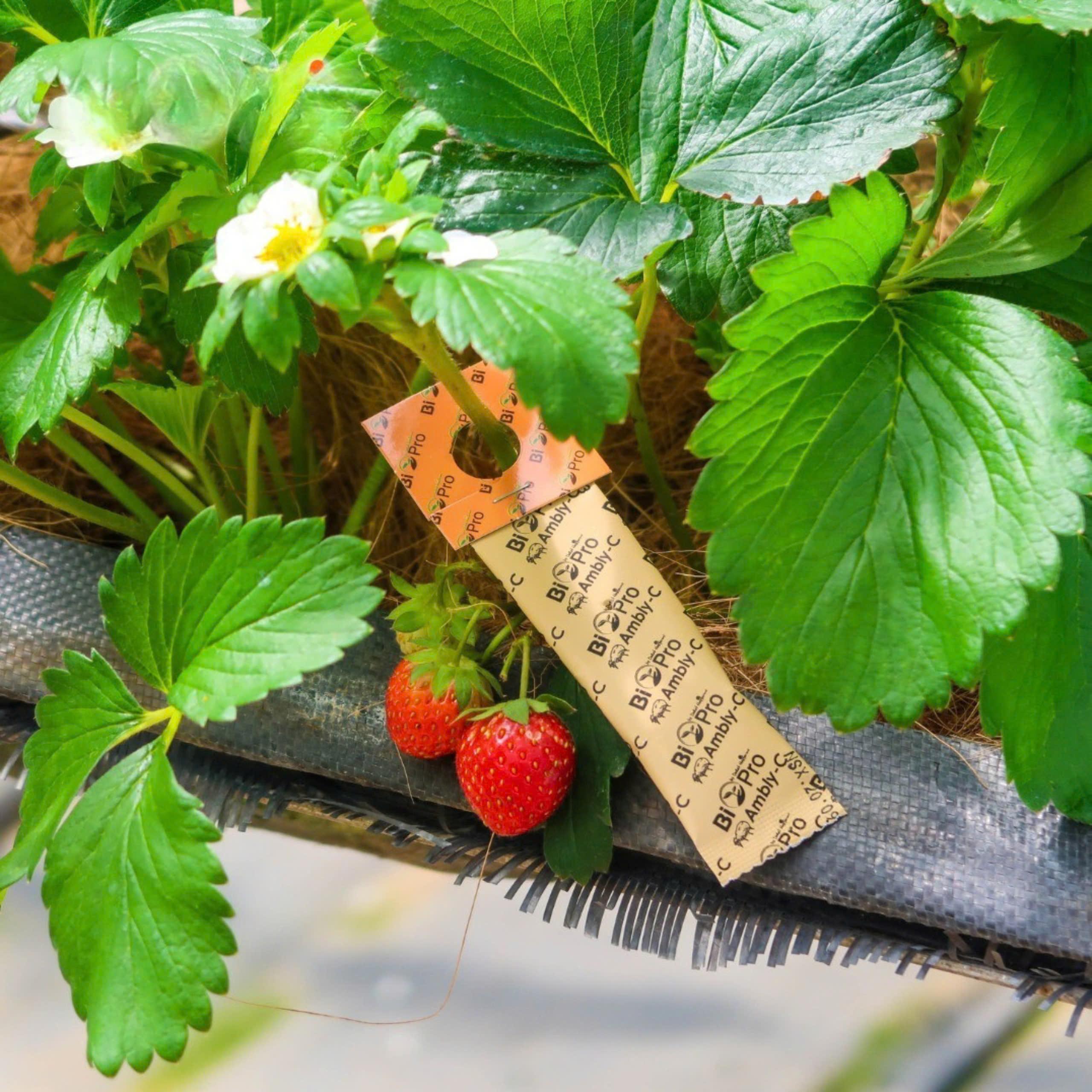 Bio-pro: Giải pháp sinh học giúp Hasfarm Berries tạo ra những quả mọng sạch và an toàn