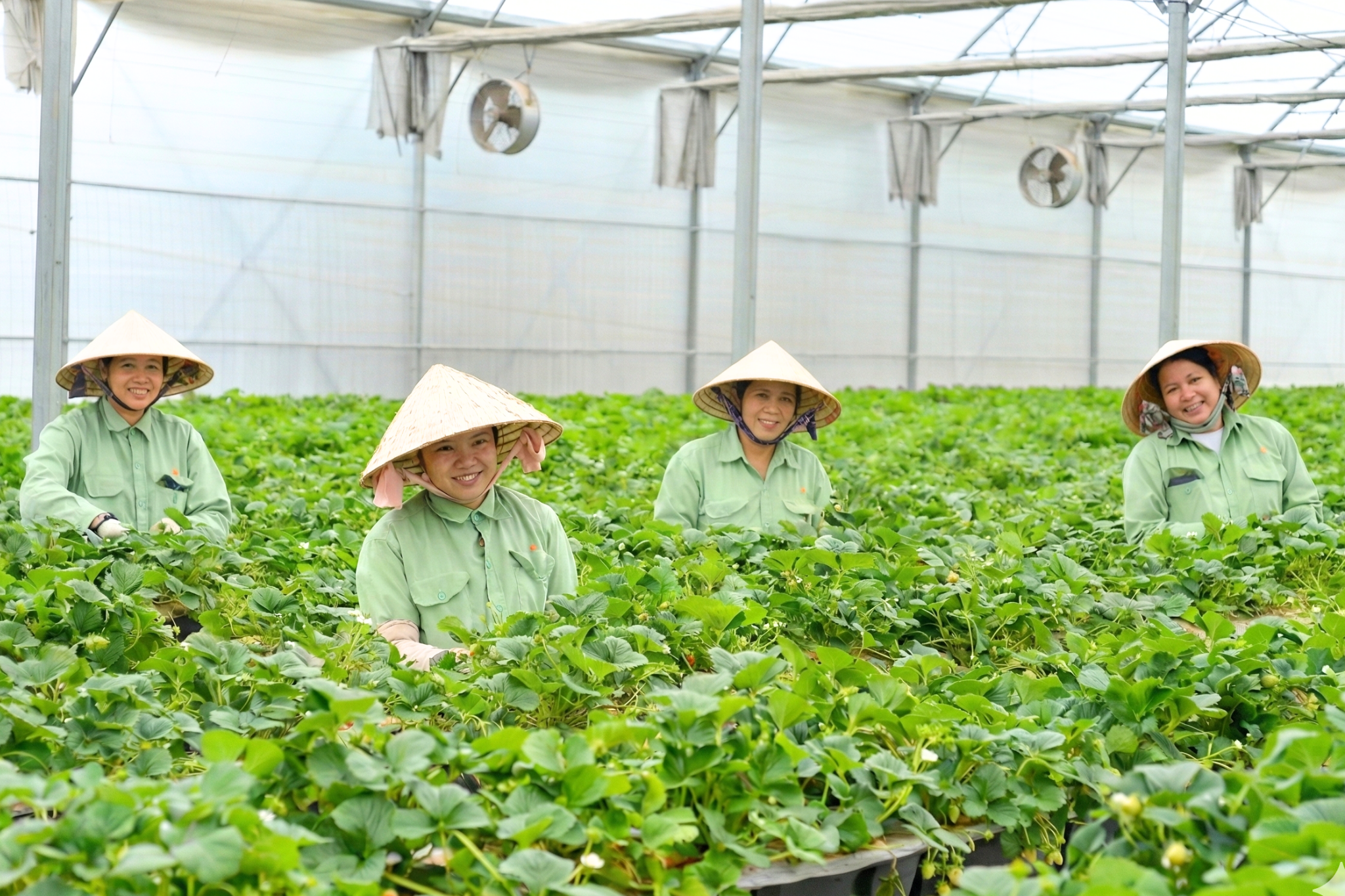 Câu chuyện về những trái tim gieo trồng