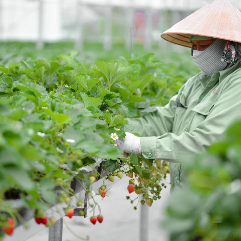 Hành trình bảo quản chuẩn châu Âu của mỗi hộp Berries