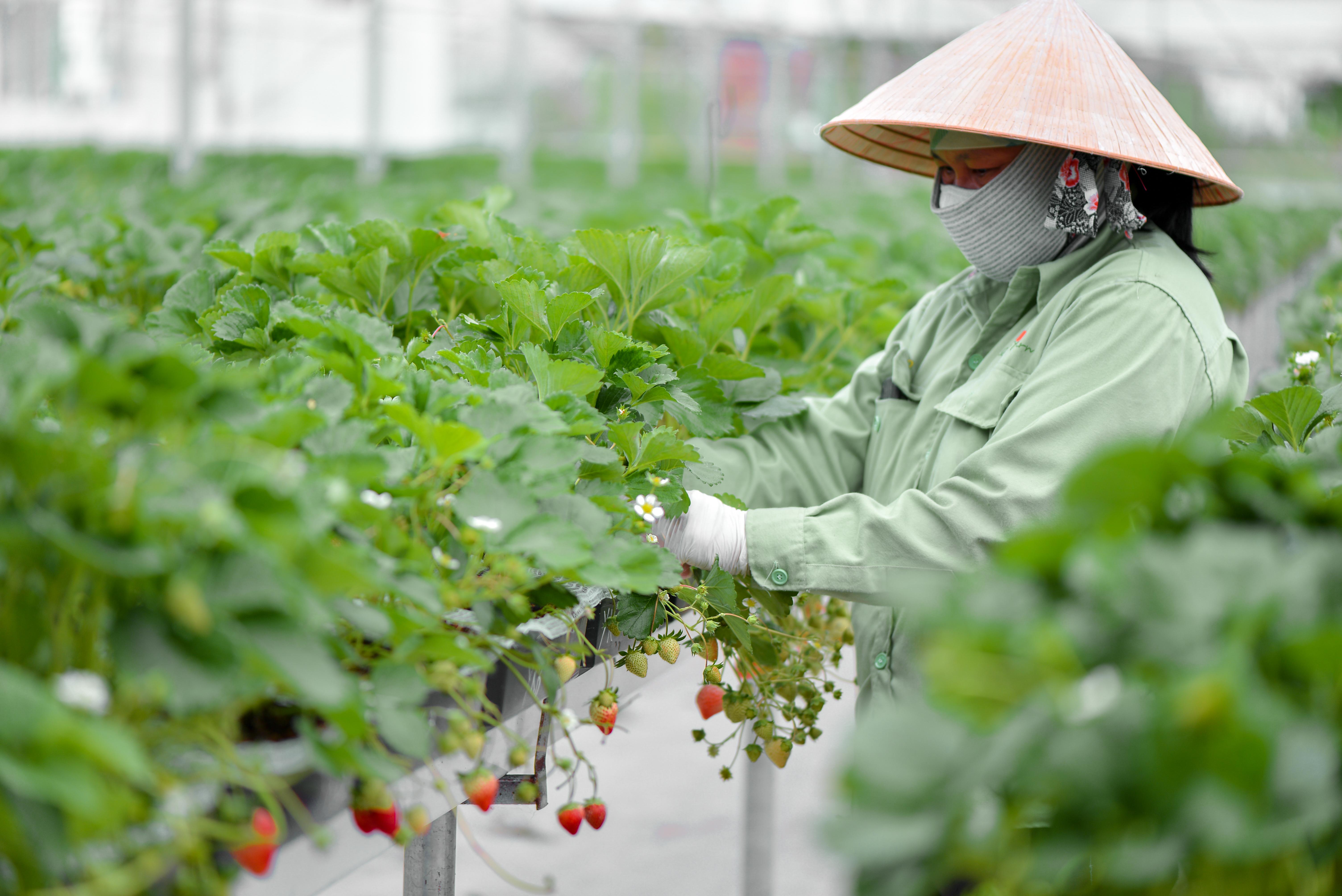 Hành trình bảo quản chuẩn châu Âu của mỗi hộp Berries